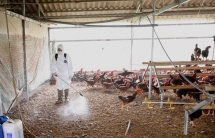tra vinh culls nearly 1000 ah5n1 infected poultry