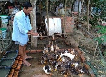 Tra Vinh culls nearly 1,000 A/H5N1-infected poultry