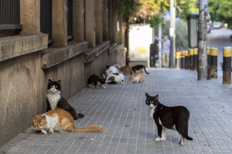 study finds cats can catch coronavirus dogs not likely