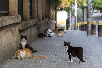 cats found able to catch coronavirus in a study dogs not likely