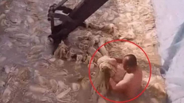 Chinese man topless in pool of kimchi: How South Korea stepping up food inspection