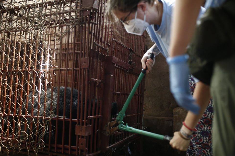 no more bars for two asiatic black bears in ha nam