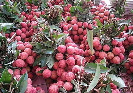 Vietnam's lychees export to Singapore, US, Australia