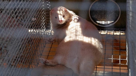 Mink transmitted COVID-19 to two humans in the Netherlands