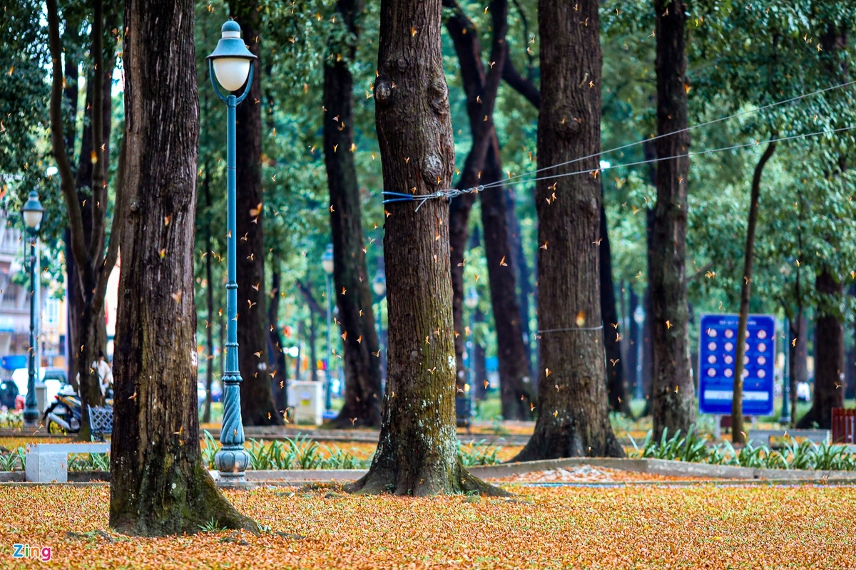 Winged seeds' rain in Ho Chi Minh City