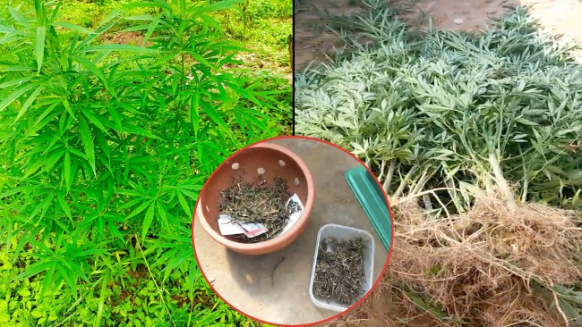 French businessman caught growing cannabis in Hanoi