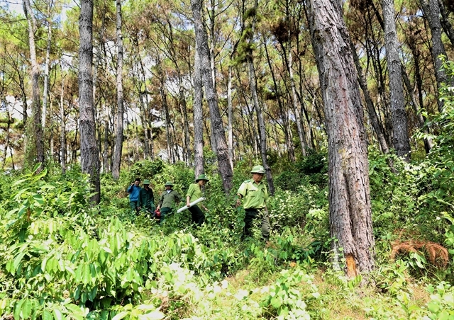 Vietnam, WB sign USD51.5 mil deal to cut carbon emissions and reduce deforestation