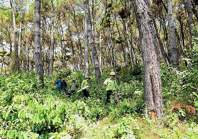 Vietnam, WB sign USD51.5 mil deal to cut carbon emissions and reduce deforestation