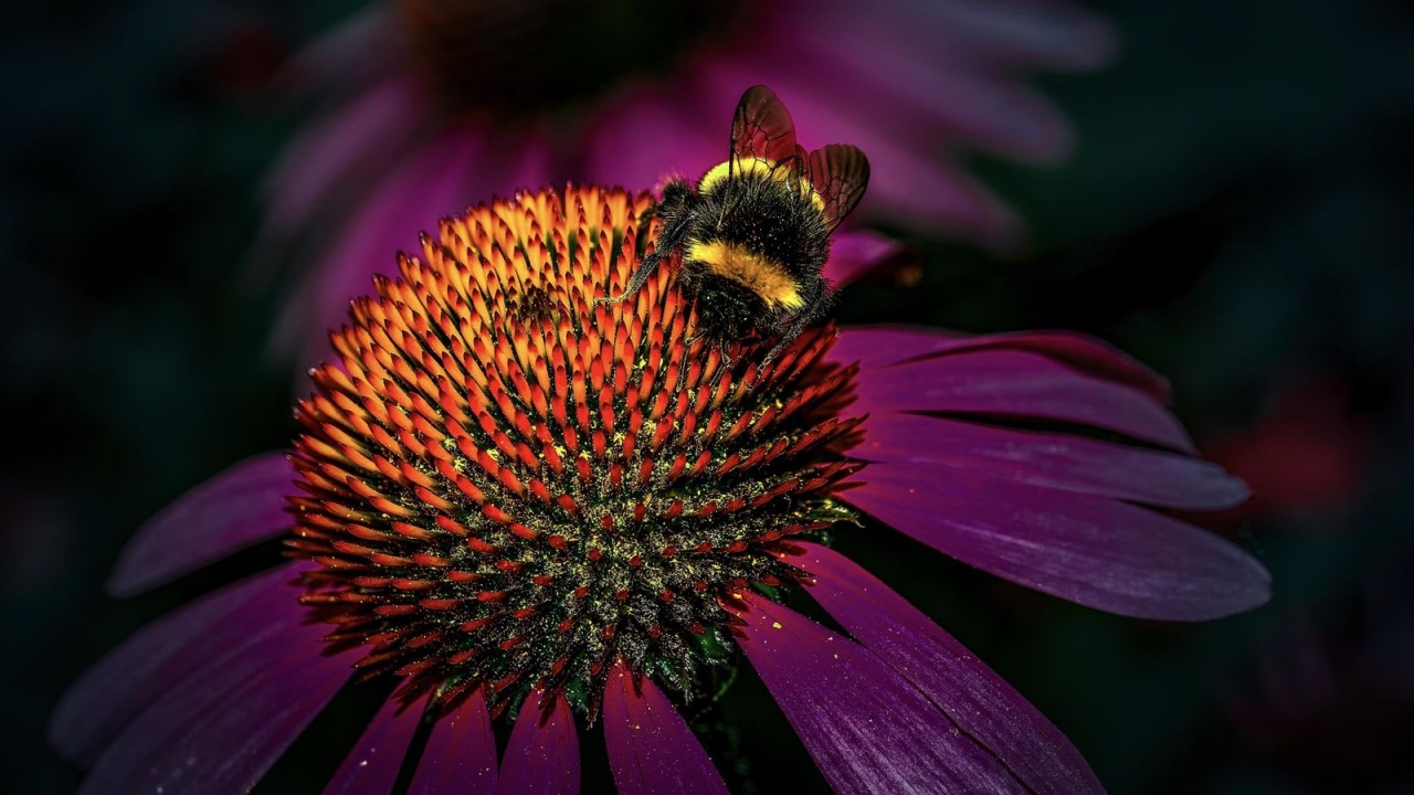 Photo of Hue Woman Recognized at 10th National Geographic Traveller Photography Competition