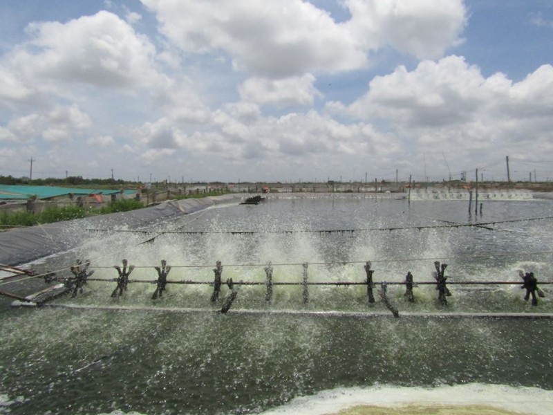 improving the sustainability and efficiency of aquaculture production in vietnam