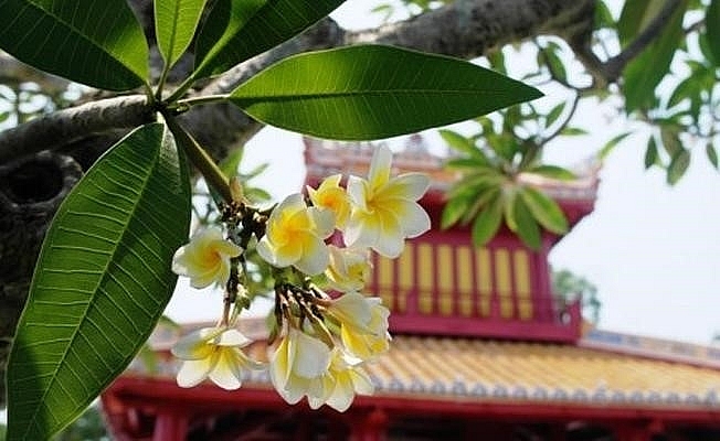 Emergence of colourful flowers in Hue marks the arrival of summer
