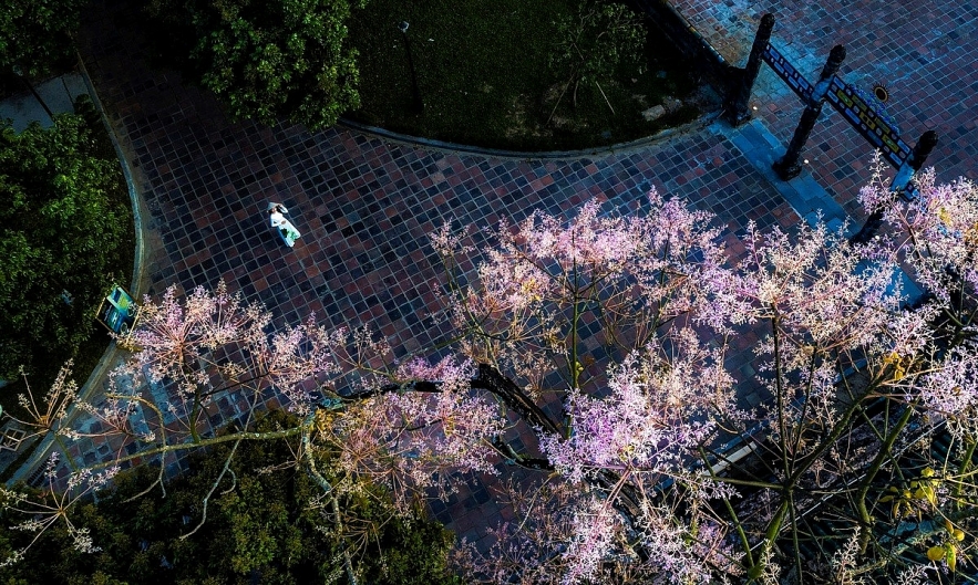 Emergence of colourful flowers in Hue marks the arrival of summer
