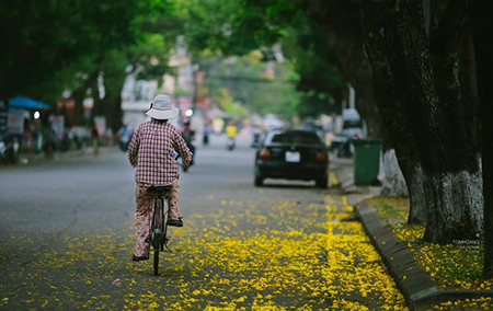 Emergence of colourful flowers in Hue marks the arrival of summer