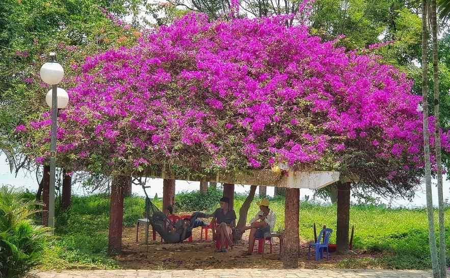 Emergence of colourful flowers in Hue marks the arrival of summer