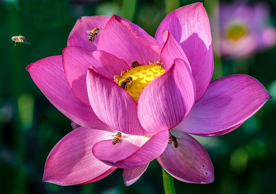 Emergence of colourful flowers in Hue marks the arrival of summer