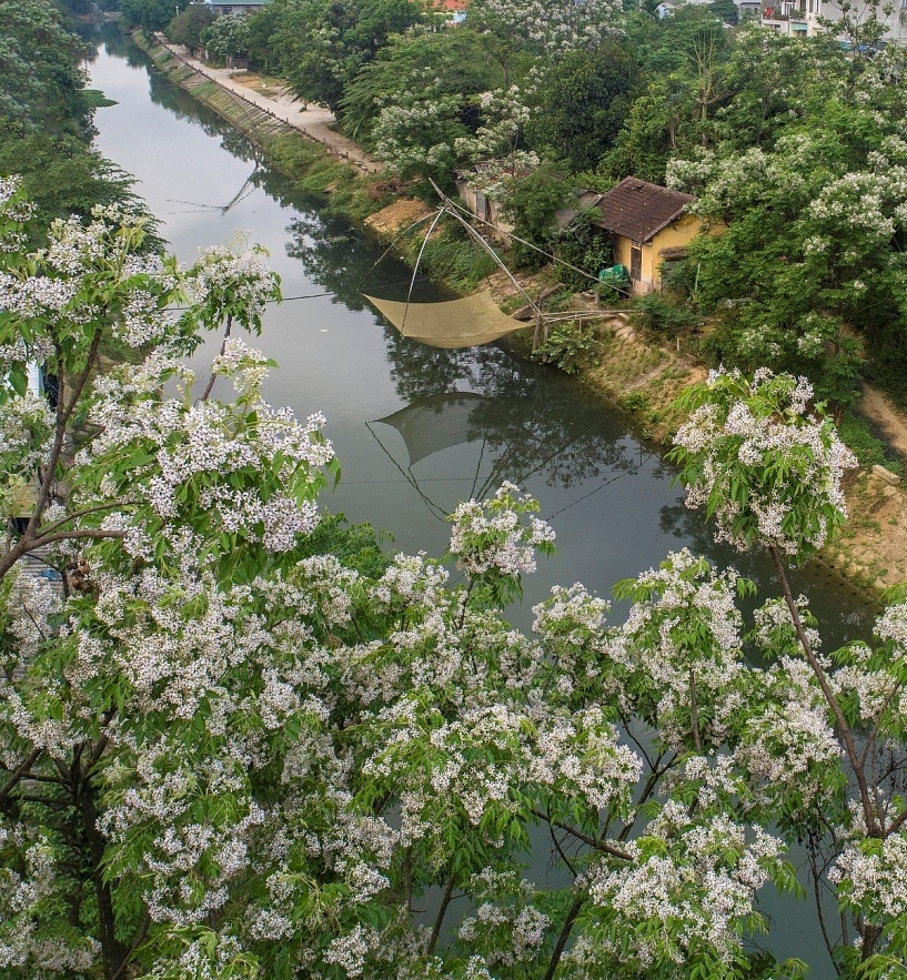 Emergence of colourful flowers in Hue marks the arrival of summer