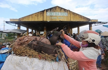 unique job in vietnam hugging pigs to bring the bacon