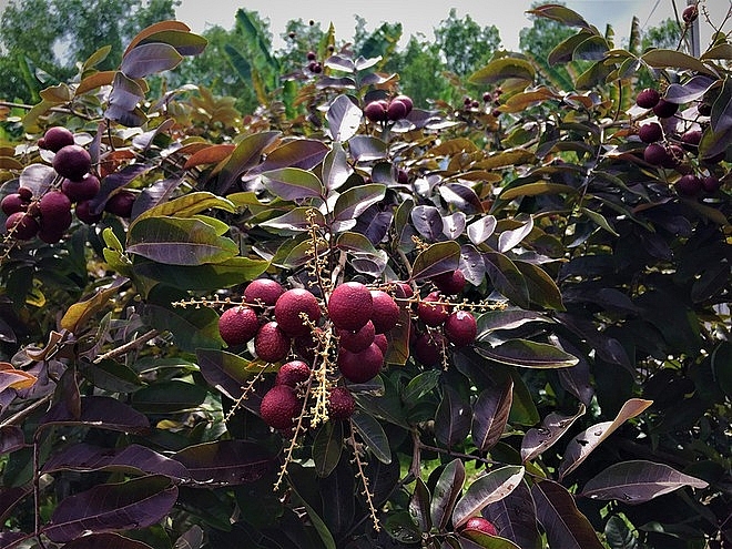 Purple longan: the unique fruit helping farmers earn a fortune.
