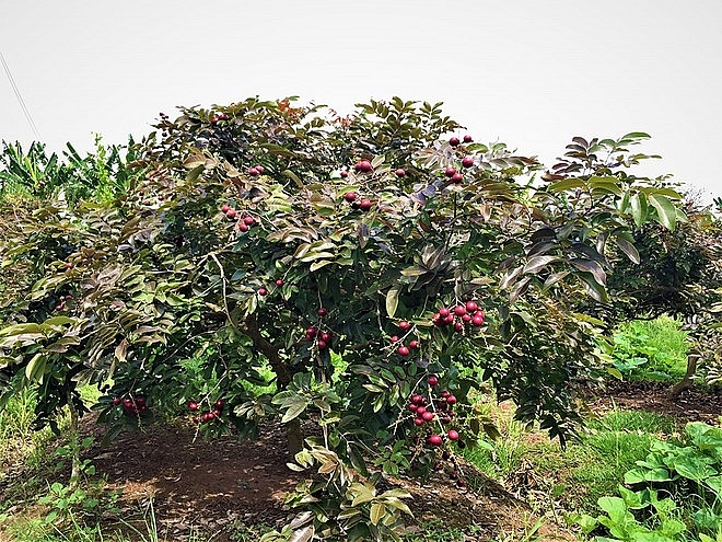 Purple longan: the unique fruit helping farmers earn a fortune.