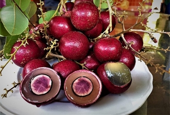 purple longan the unique fruit helping farmers earn a fortune
