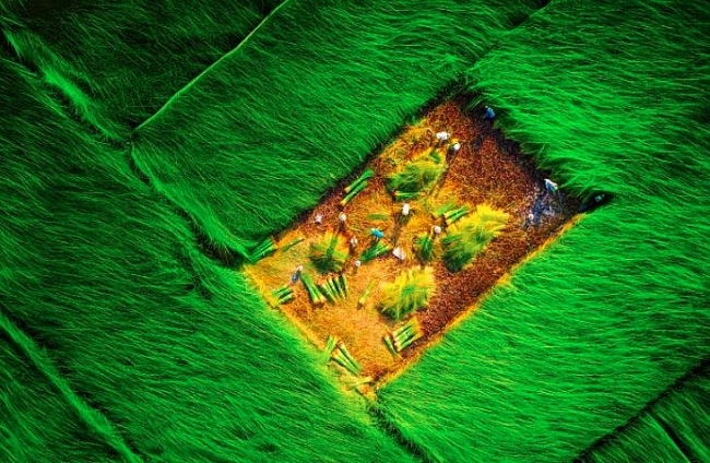 Picturesque countryside painting on the rush fields in Vinh Long