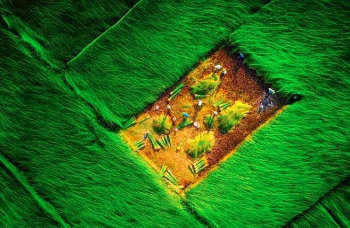 Picturesque  countryside  painting on the rush fields in Vinh Long