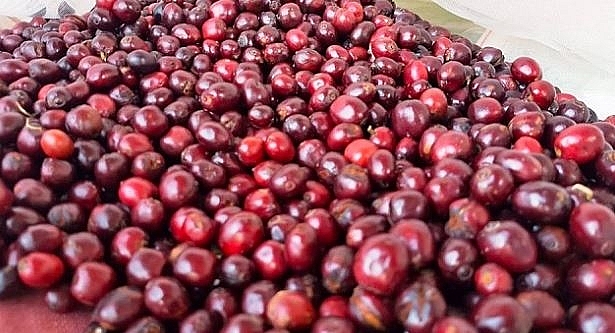 The first 296 tons of coffee exported to EU after the Free Trade Agreement