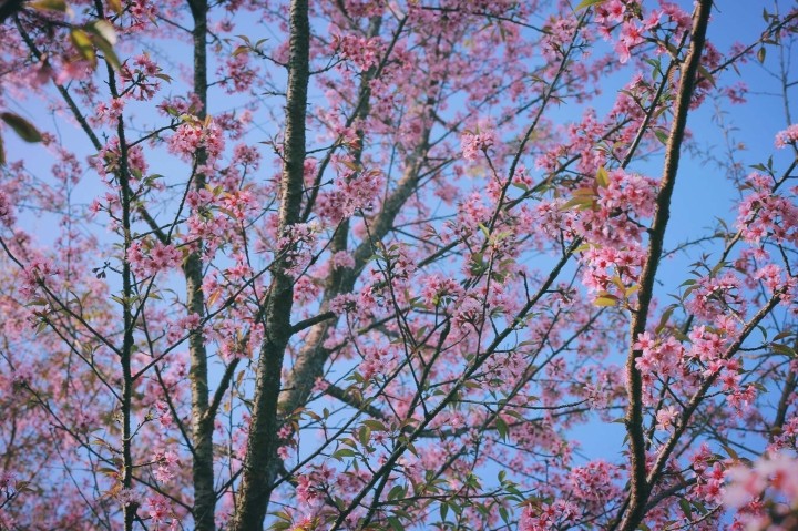 Springtime in Moc Chau Cherry Blossom Hidden Gem