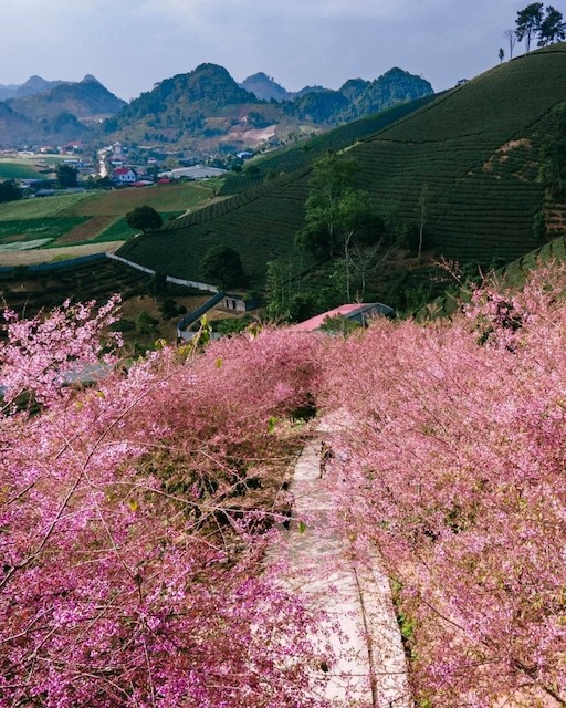 Springtime in Moc Chau Cherry Blossom Hidden Gem