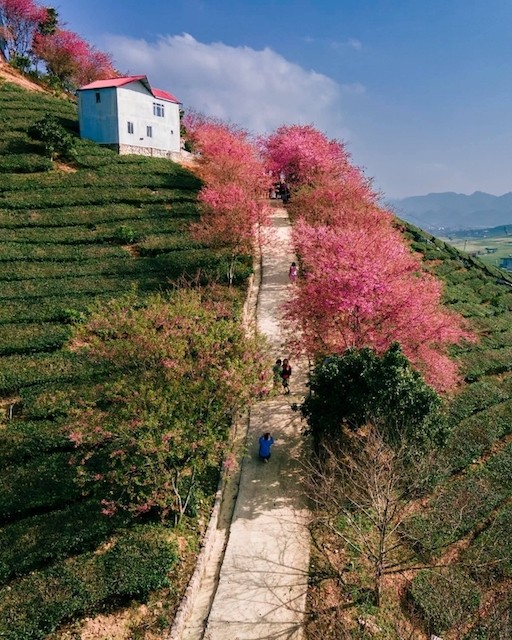 Springtime in Moc Chau Cherry Blossom Hidden Gem