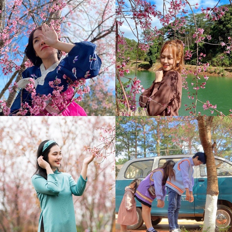 Romantic cherry blossom season in Đăk Ke