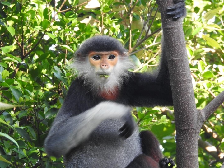 Vu Quang National Park is the common home of many rare species of flora and fauna. Photo: VTC
