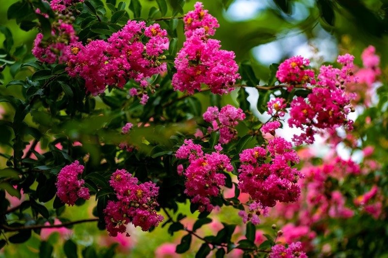 Picturesque Multiflora Roses Garden in Hanoi