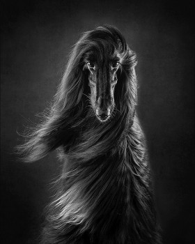Fur-bulous Pictures! Here Are The Winners of 2021 Dog Photography Awards