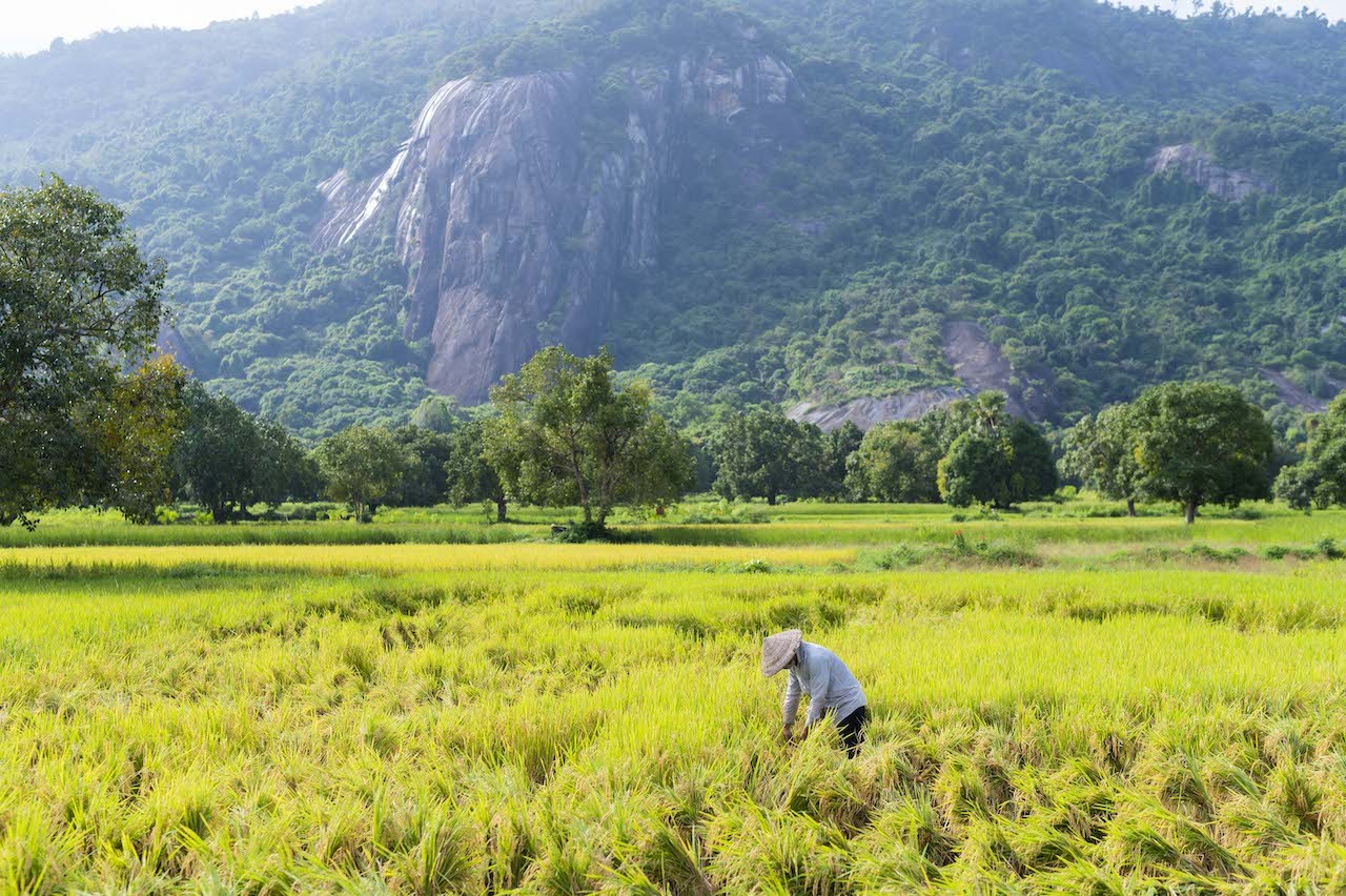 Stunning Photogenic Scene of Tà Pạ Rice Field to See Right Now
