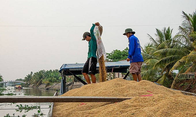 Farmers harvest rice in the Mekong Delta city of Can Tho. Photo by VnExpress
