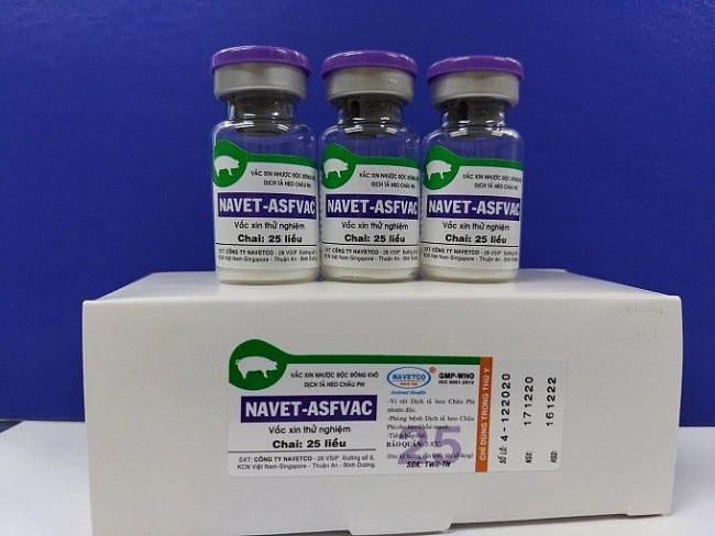 Vietnam Successfully Develops African Swine Fever Vaccine