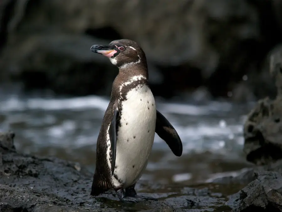4757 penguine
