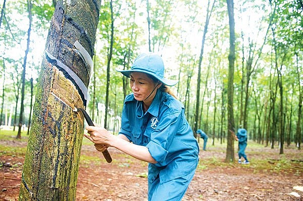 Vietnam - 11th largest rubber supplier to US market