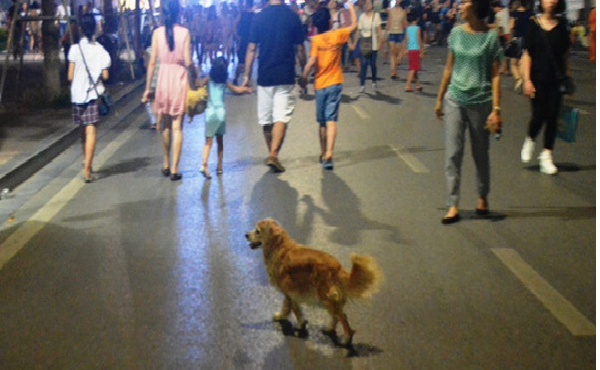3520 dog