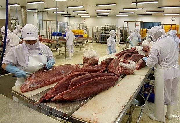 Processing ocean tuna for export (Photo: VNA)