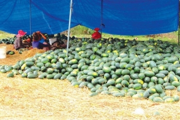 Vietnam's farm products observe the change during COVID-19 outbreak
