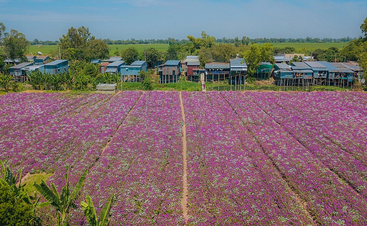 blooming flowers catch your sense of delight in vietnam