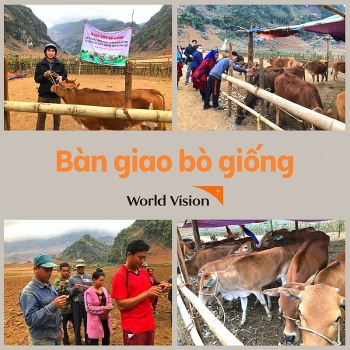Vietnam World Vision gave 30 cows to the people of Dien Bien