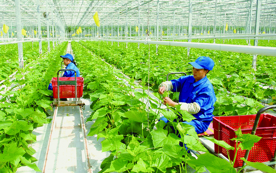 remarkable improvement in hanois rural modernization