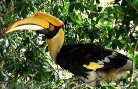 ENV appeals to eliminate commercial farming of endangered wildlife