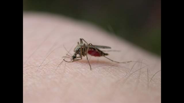 first west nile mosquito found in harris county