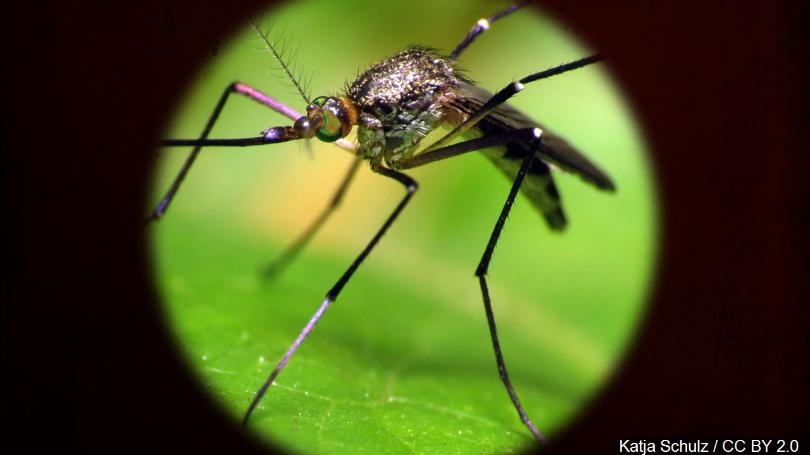 first west nile mosquito found in harris county