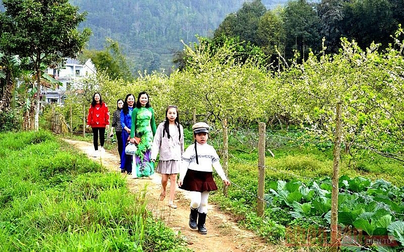 Plum blossoms season in Bac Ha white plateau