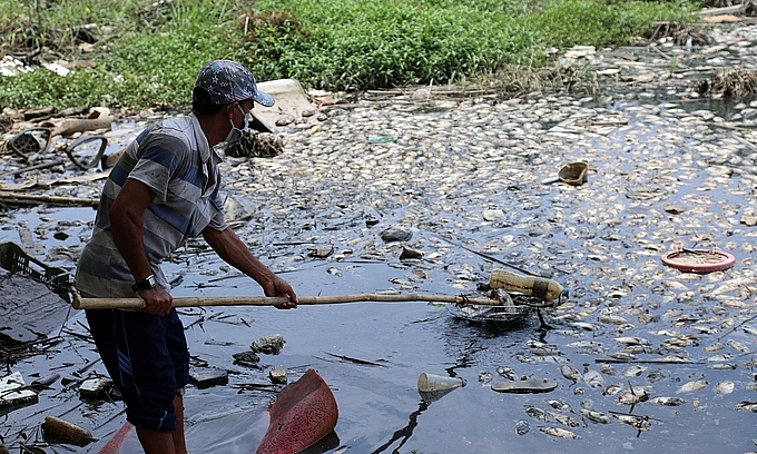 A man retrieves swathes of dead fish in a lake in Binh Tan District, HCMC. Photo by VnExpress/Dinh Van.